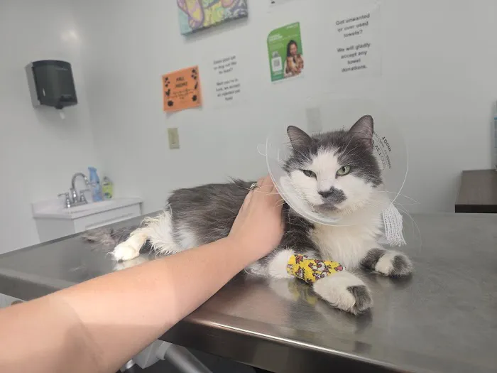 Affordable Animal Hospital Silver Lake Picture 3