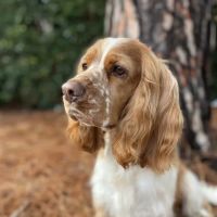 Los Feliz Small Animal Hospital ico