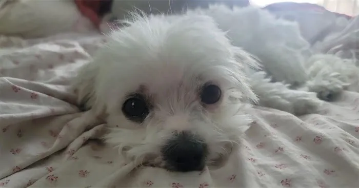 L A Central Animal Hospital Picture 4