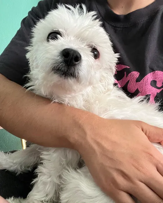 L A Central Animal Hospital Picture 6
