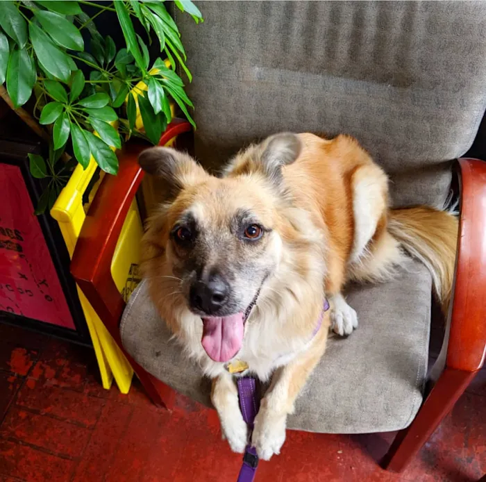 L A Central Animal Hospital Picture 10