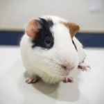 South Pasadena Animal Hospital