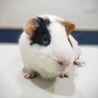South Pasadena Animal Hospital ico