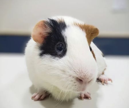 South Pasadena Animal Hospital