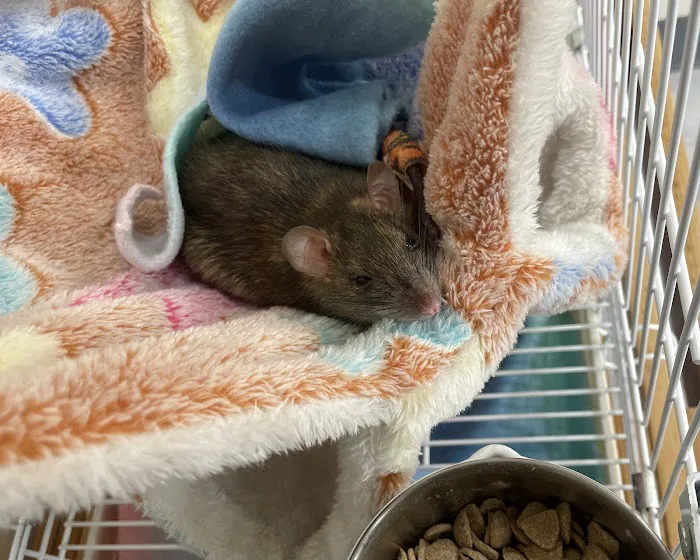 South Pasadena Animal Hospital Picture 10