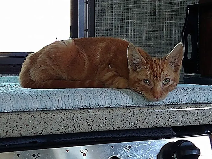 Acton Veterinary Clinic Picture 8