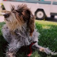 All Care Pet Clinic ico