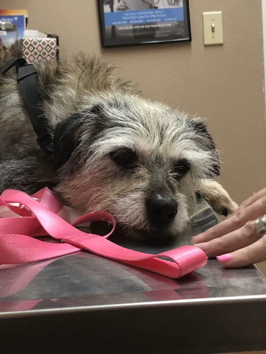 All Care Pet Clinic Picture 7