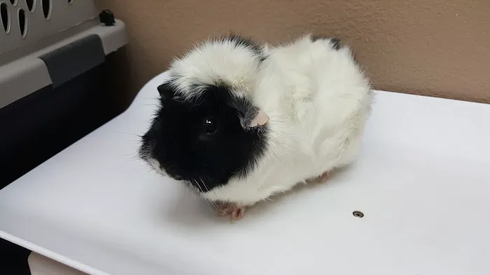 All Care Pet Clinic Picture 5