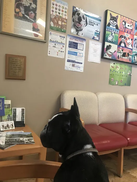 All Care Pet Clinic Picture 10
