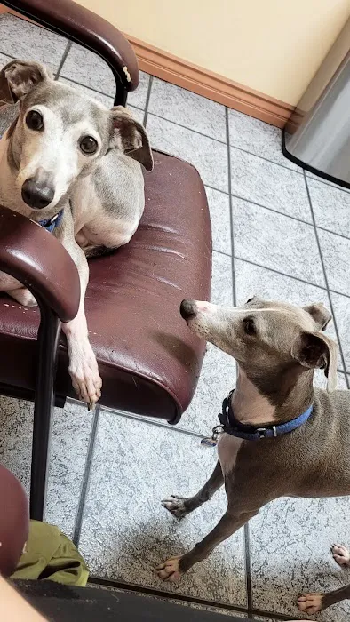 Hollywood Cat And Dog Hospital Picture 4