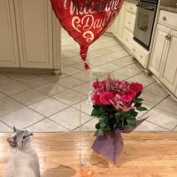 Hollywood Cat And Dog Hospital ico