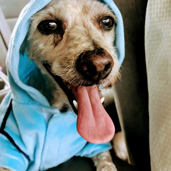 Hollywood Cat And Dog Hospital Picture 10