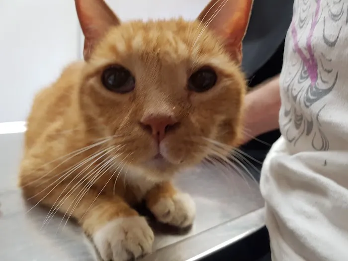 L.A. Pet Clinic Picture 5