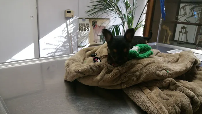 L.A. Pet Clinic Picture 10
