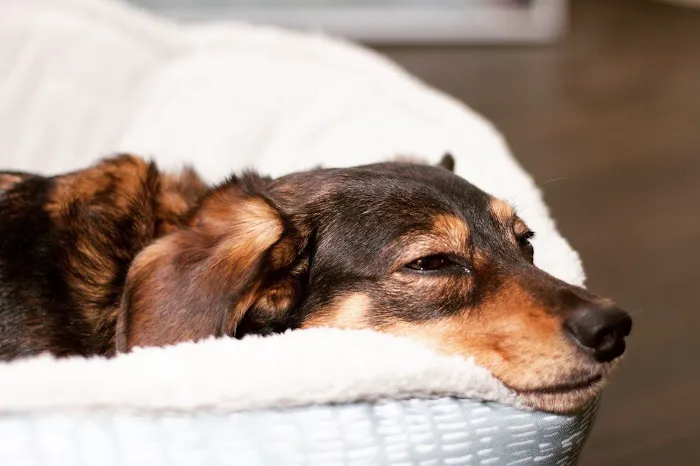 Cahuenga Veterinary Hospital Picture 5