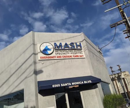 Metropolitan Animal Specialty Hospital (MASH)