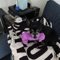 Metropolitan Animal Specialty Hospital Outpatient ico