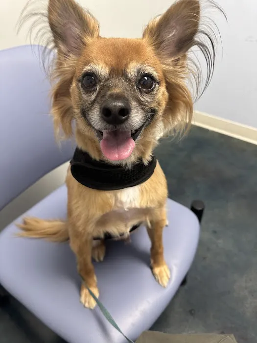 Metropolitan Animal Specialty Hospital Outpatient Picture 7