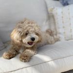 Animal Hospital of Redondo Beach
