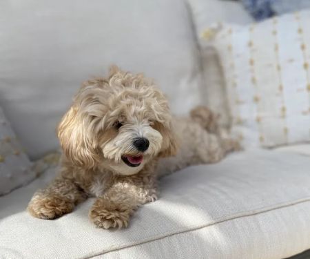 Animal Hospital of Redondo Beach