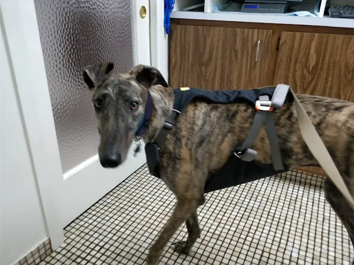 Animal Hospital of Redondo Beach Picture 4