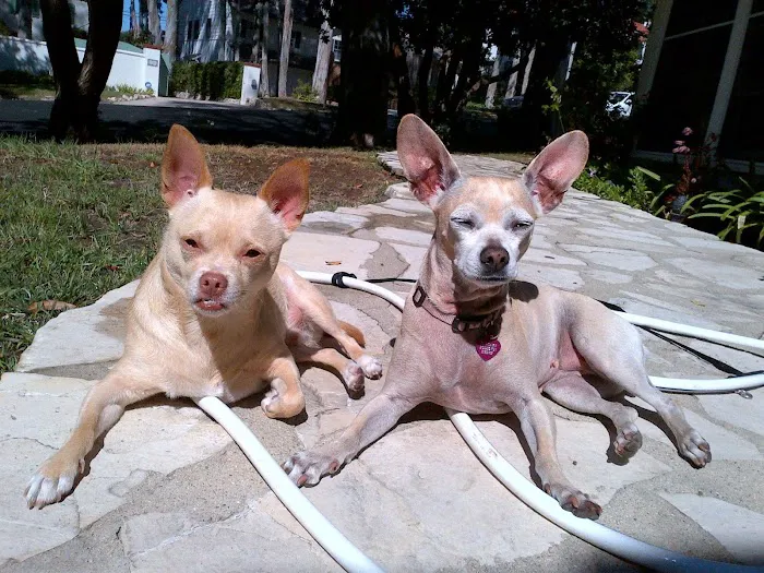 Animal Hospital of Redondo Beach Picture 7