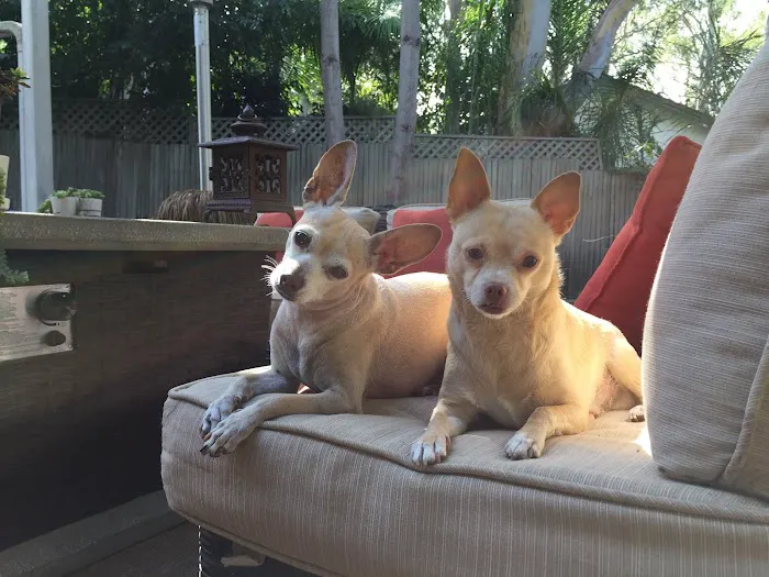 Animal Hospital of Redondo Beach Picture 10