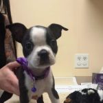 Redondo Shores Veterinary Center
