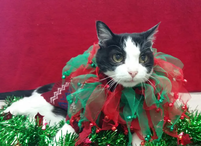 Redondo Shores Veterinary Center Picture 9