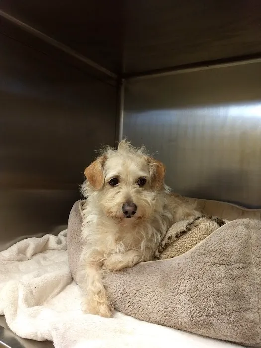 Redondo Shores Veterinary Center Picture 6