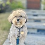 P.V. Village Pet Hospital
