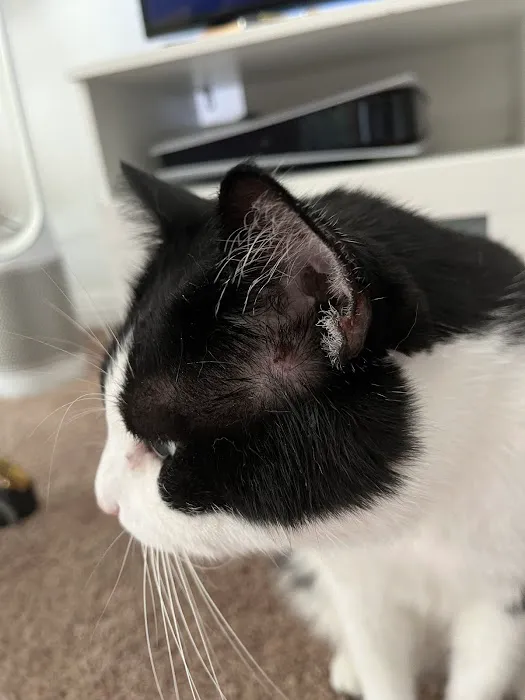 P.V. Village Pet Hospital Picture 2