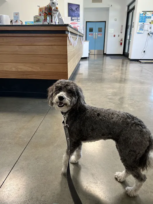 P.V. Village Pet Hospital Picture 8