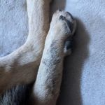 Faithful Friends