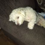 Banfield Pet Hospital