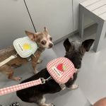 Grand Park Animal Hospital