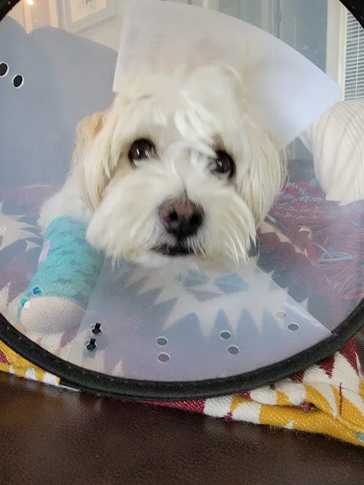 Grand Park Animal Hospital Picture 6