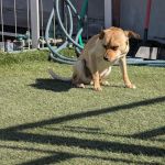 DTLAvets - Wellness and Urgent Care Services