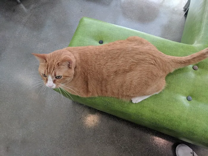 Little Tokyo Pet Clinic Picture 2
