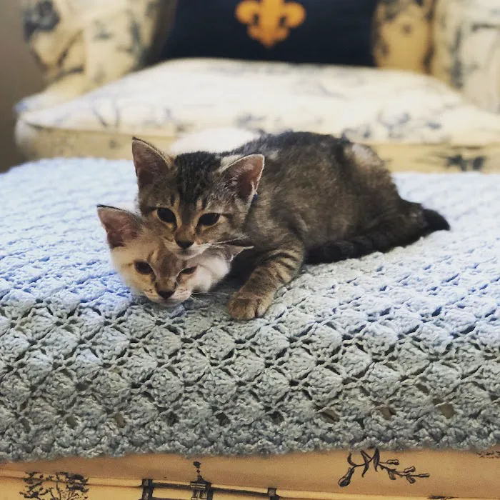 Little Tokyo Pet Clinic Picture 1
