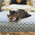 Little Tokyo Pet Clinic