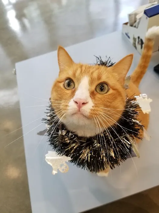 Little Tokyo Pet Clinic Picture 4