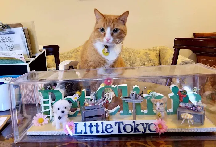 Little Tokyo Pet Clinic Picture 3
