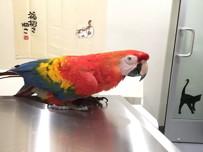 Little Tokyo Pet Clinic Picture 10