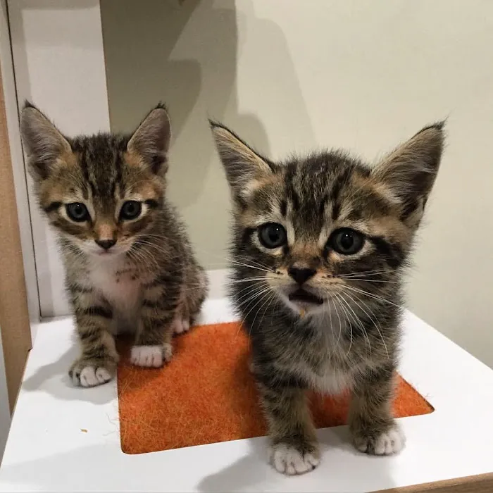 Little Tokyo Pet Clinic Picture 7