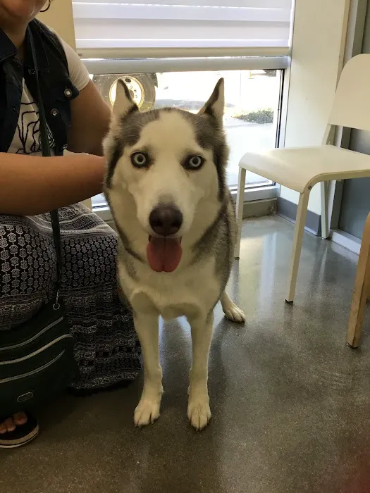 Little Tokyo Pet Clinic Picture 9