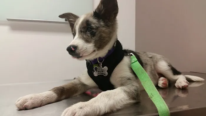 Mohawk Alley Animal Hospital Picture 1