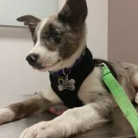 Mohawk Alley Animal Hospital ico