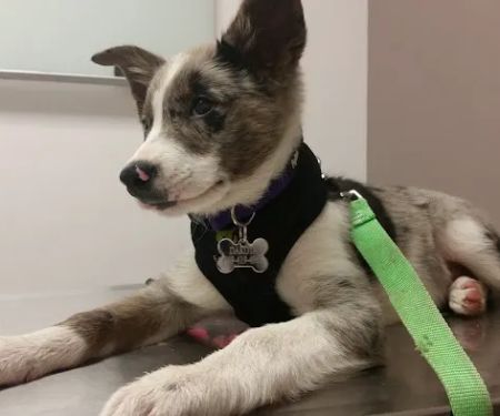 Mohawk Alley Animal Hospital